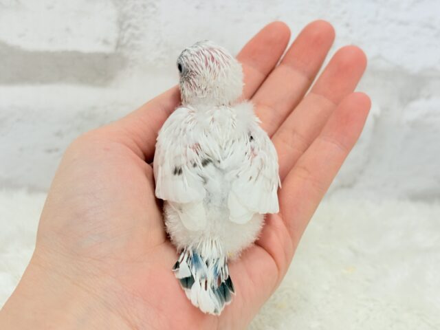 おべんと付けて、どこ行くのっ♬セキセイインコ(白ハルクイン) ヒナ セキセイインコ