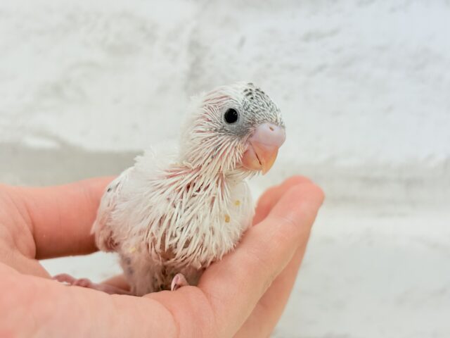 おべんと付けて、どこ行くのっ♬セキセイインコ(白ハルクイン) ヒナ セキセイインコ