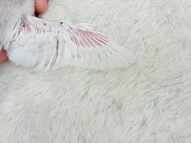 おべんと付けて、どこ行くのっ♬セキセイインコ(白ハルクイン) ヒナ セキセイインコ