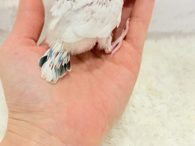 おべんと付けて、どこ行くのっ♬セキセイインコ(白ハルクイン) ヒナ セキセイインコ