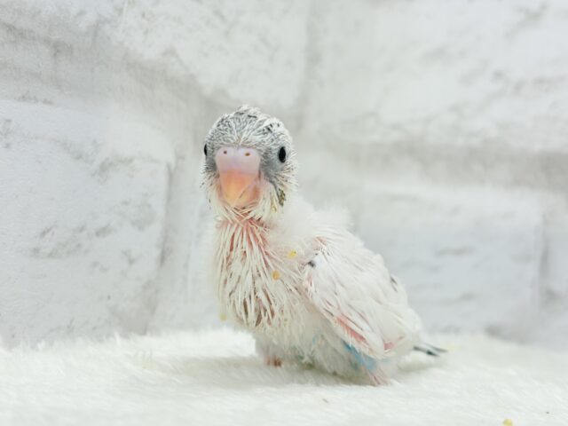 おべんと付けて、どこ行くのっ♬セキセイインコ(白ハルクイン) ヒナ セキセイインコ
