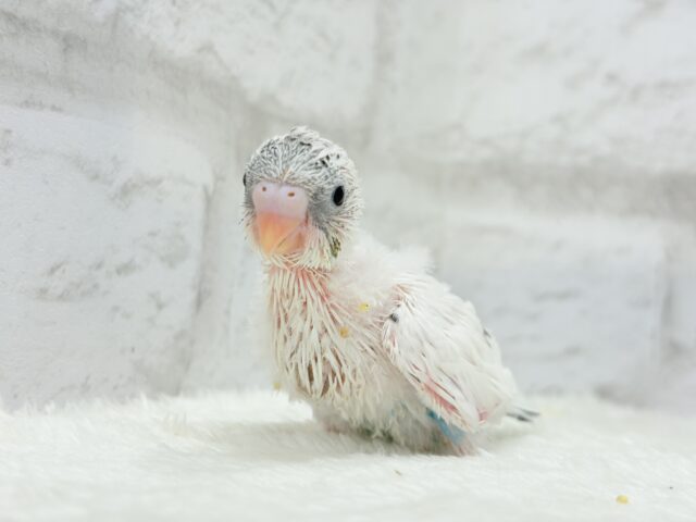 おべんと付けて、どこ行くのっ♬セキセイインコ(白ハルクイン) ヒナ セキセイインコ