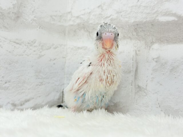 おべんと付けて、どこ行くのっ♬セキセイインコ(白ハルクイン) ヒナ セキセイインコ