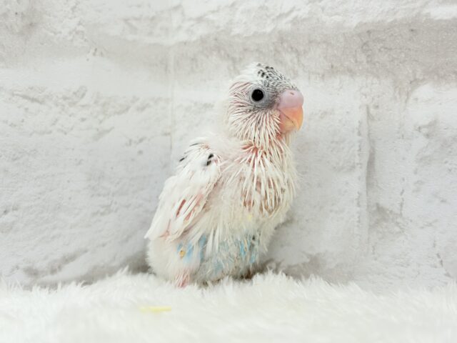 おべんと付けて、どこ行くのっ♬セキセイインコ(白ハルクイン) ヒナ セキセイインコ