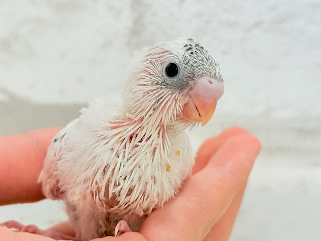 おべんと付けて、どこ行くのっ♬セキセイインコ(白ハルクイン) ヒナ おべんと付けて、どこ行くのっ♬セキセイインコ(白ハルクイン) ヒナ