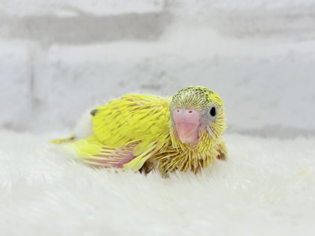 サンサンイエロー🐥🌻セキセイインコ(黄色ハルクイン) ヒナ セキセイインコ