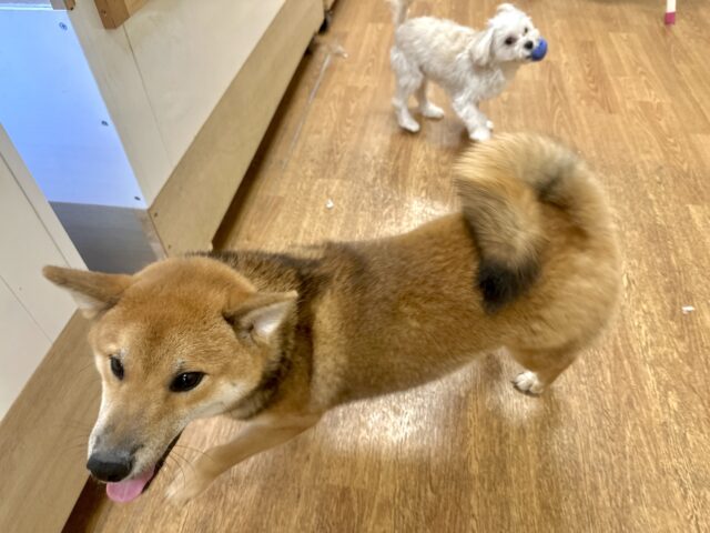 超元気!エネルギッシュ柴くん✨🌟✨ 柴犬