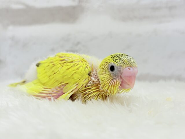 サンサンイエロー🐥🌻セキセイインコ(黄色ハルクイン) ヒナ セキセイインコ