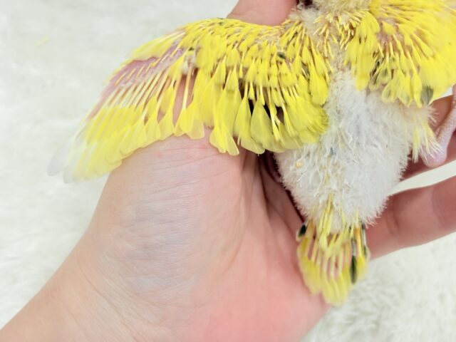 サンサンイエロー🐥🌻セキセイインコ(黄色ハルクイン) ヒナ セキセイインコ