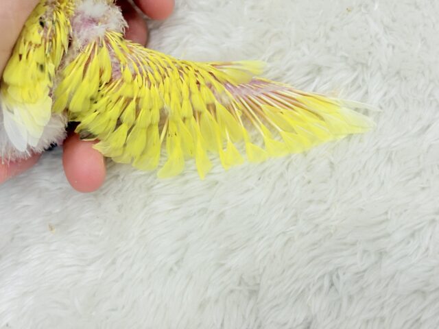 サンサンイエロー🐥🌻セキセイインコ(黄色ハルクイン) ヒナ セキセイインコ