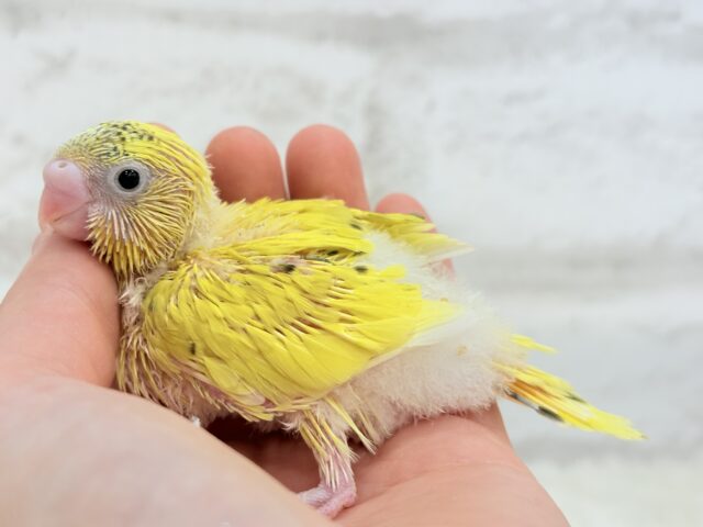 サンサンイエロー🐥🌻セキセイインコ(黄色ハルクイン) ヒナ セキセイインコ