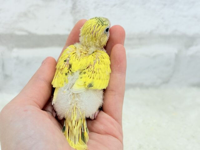 サンサンイエロー🐥🌻セキセイインコ(黄色ハルクイン) ヒナ セキセイインコ
