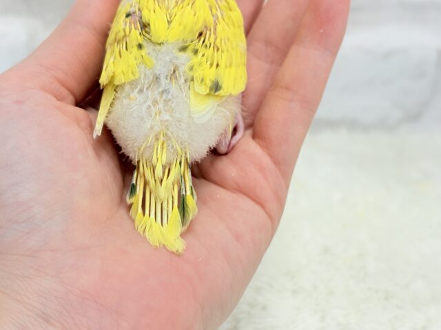 サンサンイエロー🐥🌻セキセイインコ(黄色ハルクイン) ヒナ セキセイインコ