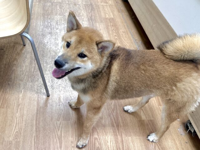 超元気!エネルギッシュ柴くん✨🌟✨ 柴犬