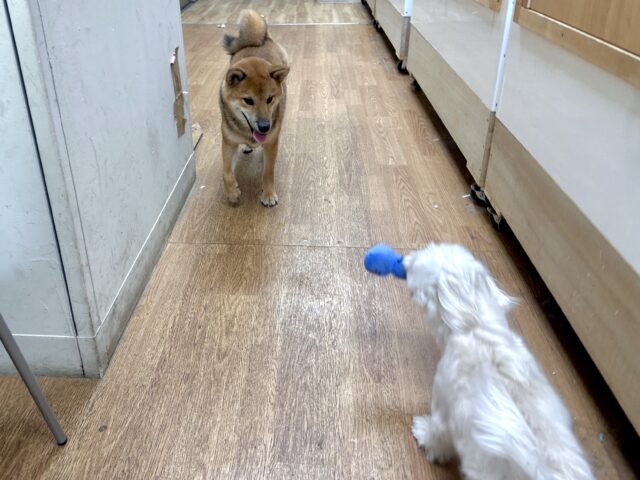 超元気!エネルギッシュ柴くん✨🌟✨ 柴犬