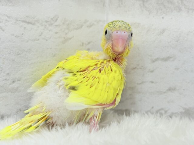 サンサンイエロー🐥🌻セキセイインコ(黄色ハルクイン) ヒナ セキセイインコ