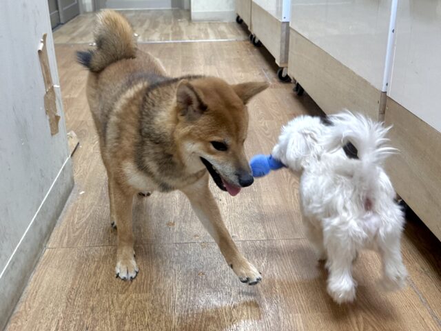 超元気!エネルギッシュ柴くん✨🌟✨ 柴犬