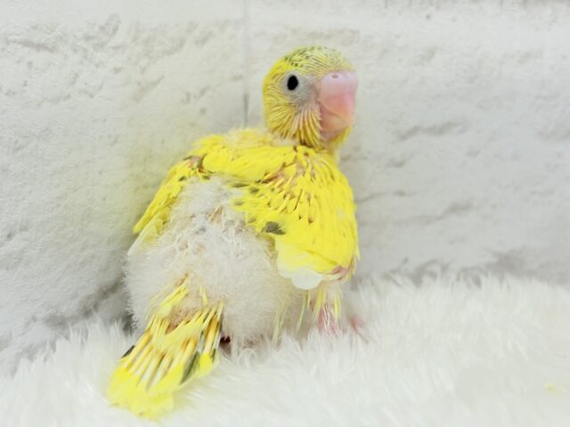 サンサンイエロー🐥🌻セキセイインコ(黄色ハルクイン) ヒナ セキセイインコ