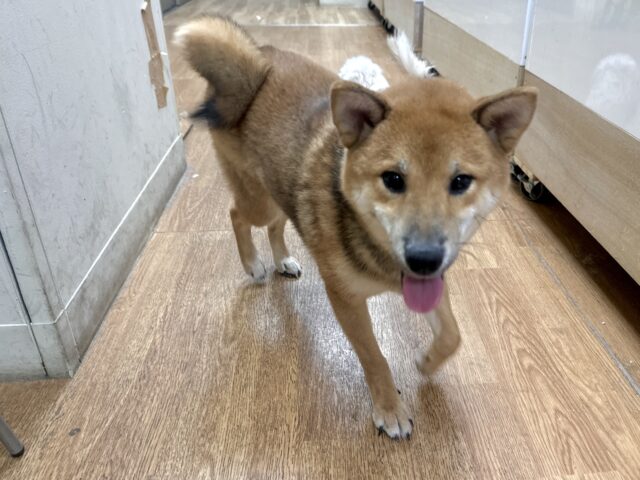 超元気!エネルギッシュ柴くん✨🌟✨ 柴犬