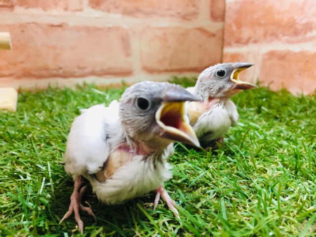 シルバー文鳥