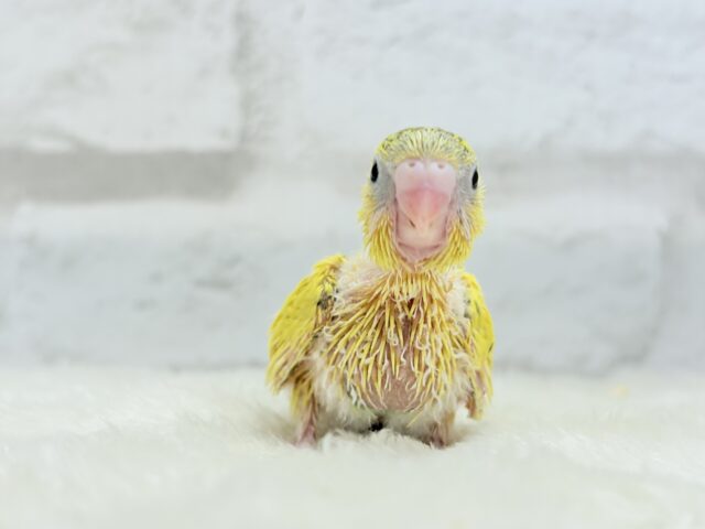 サンサンイエロー🐥🌻セキセイインコ(黄色ハルクイン) ヒナ セキセイインコ