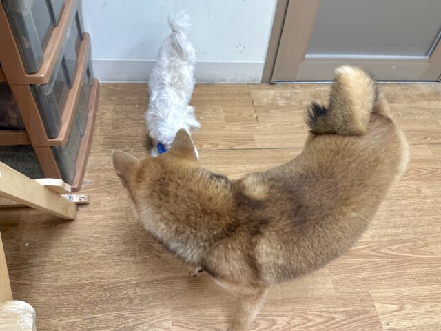 超元気!エネルギッシュ柴くん✨🌟✨ 柴犬