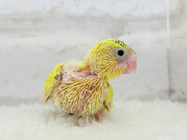 サンサンイエロー🐥🌻セキセイインコ(黄色ハルクイン) ヒナ セキセイインコ