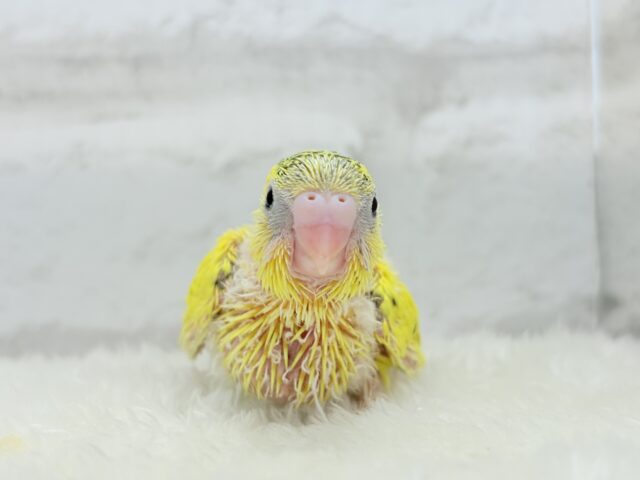 サンサンイエロー🐥🌻セキセイインコ(黄色ハルクイン) ヒナ セキセイインコ