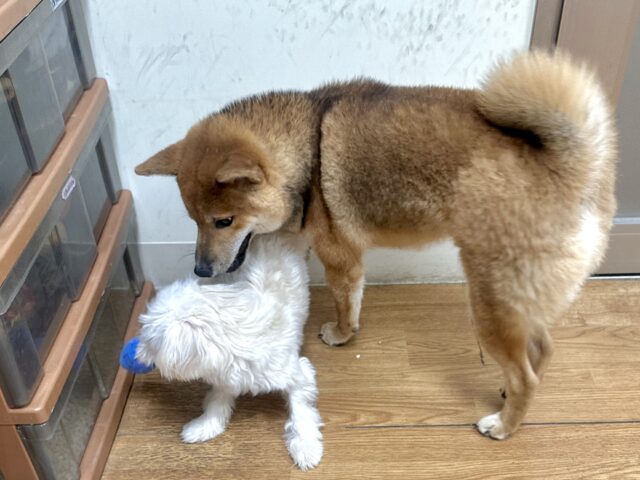 超元気!エネルギッシュ柴くん✨🌟✨ 柴犬