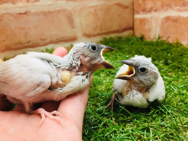 シルバー文鳥