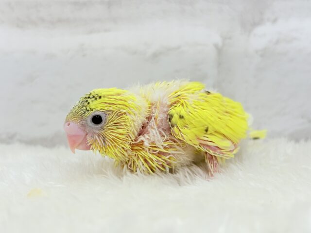 サンサンイエロー🐥🌻セキセイインコ(黄色ハルクイン) ヒナ セキセイインコ