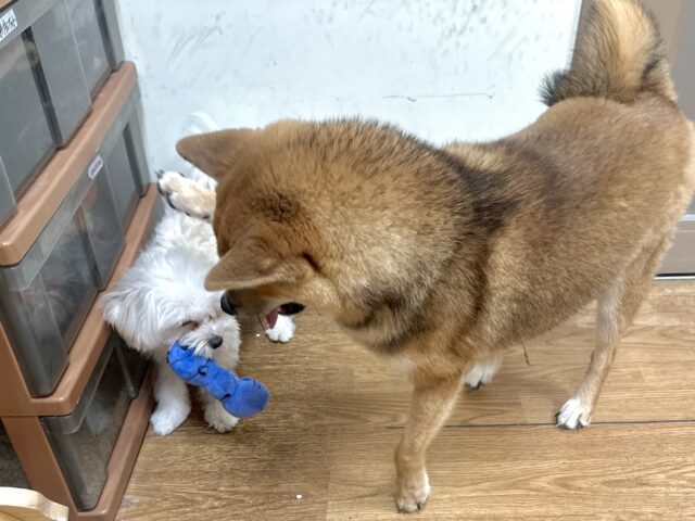 超元気!エネルギッシュ柴くん✨🌟✨ 柴犬