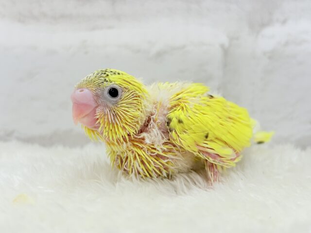 サンサンイエロー🐥🌻セキセイインコ(黄色ハルクイン) ヒナ セキセイインコ