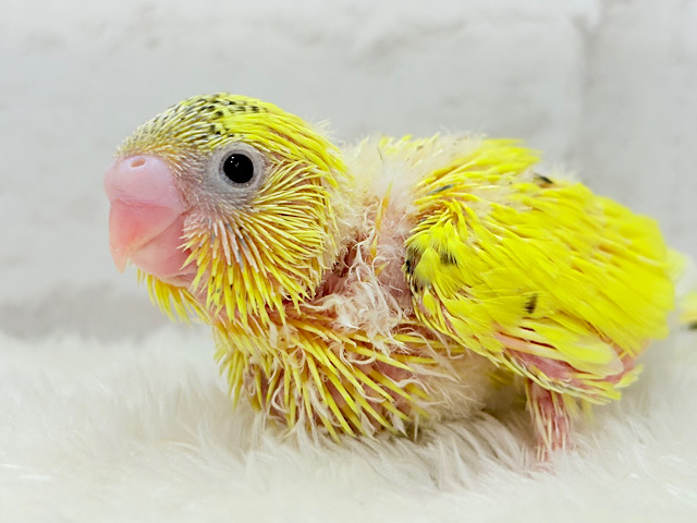 サンサンイエロー🐥🌻セキセイインコ(黄色ハルクイン) ヒナ サンサンイエロー🐥🌻セキセイインコ(黄色ハルクイン) ヒナ