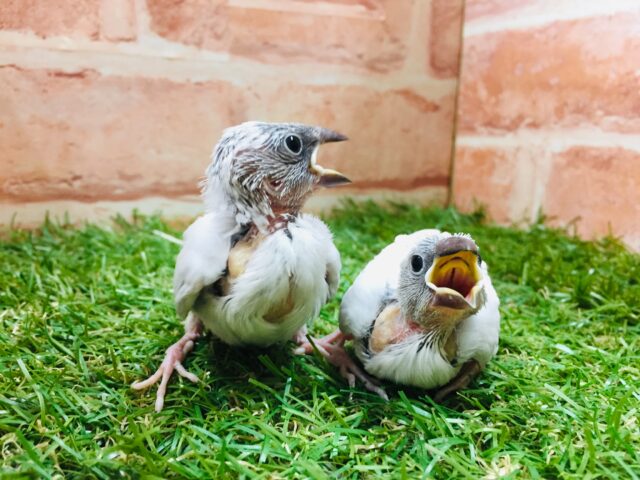 シルバー文鳥