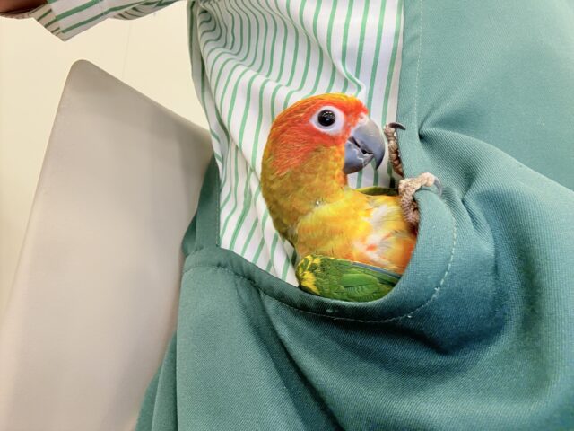 【最新画像更新🪄ひとり餌になりました☆】情熱カラーの元気っ子🌻🧡コガネメキシコインコ(男の子) ヒナ コガネメキシコインコ