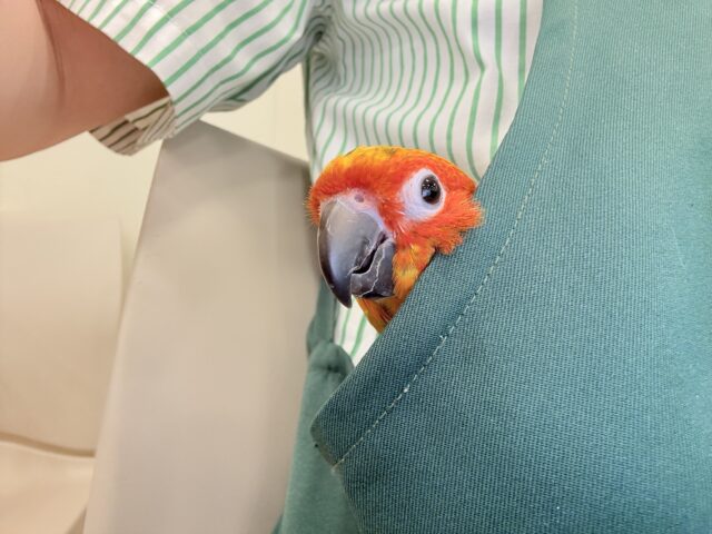 【最新画像更新🪄ひとり餌になりました☆】情熱カラーの元気っ子🌻🧡コガネメキシコインコ(男の子) ヒナ コガネメキシコインコ