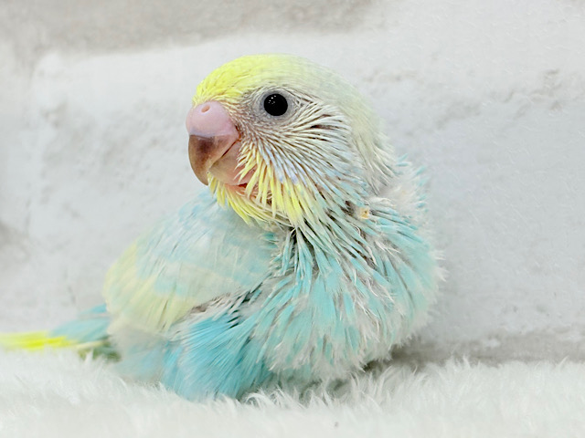 甘々🍬クリームソーダ🐣🫧セキセイインコ(パステルレインボー) ヒナ 甘々🍬クリームソーダ🐣🫧セキセイインコ(パステルレインボー) ヒナ