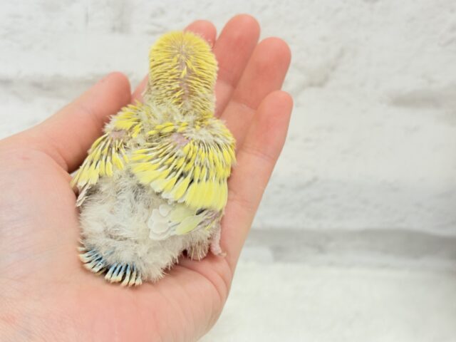 ピュアピュア🍬フレッシュ果実🍋🫧コザクラインコ(ゴールデンチェリー) ヒナ コザクラインコ(小桜インコ)