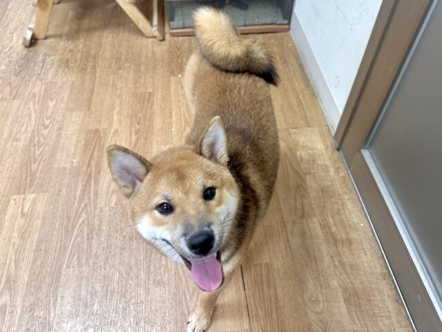 超元気!エネルギッシュ柴くん✨🌟✨ 柴犬