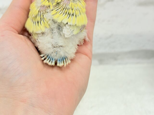 ピュアピュア🍬フレッシュ果実🍋🫧コザクラインコ(ゴールデンチェリー) ヒナ コザクラインコ(小桜インコ)