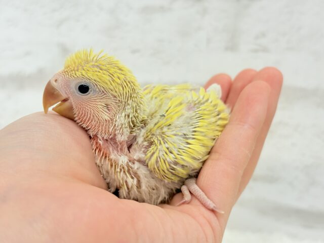 ピュアピュア🍬フレッシュ果実🍋🫧コザクラインコ(ゴールデンチェリー) ヒナ コザクラインコ(小桜インコ)