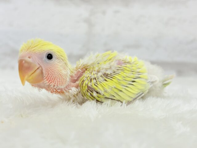 ピュアピュア🍬フレッシュ果実🍋🫧コザクラインコ(ゴールデンチェリー) ヒナ コザクラインコ(小桜インコ)