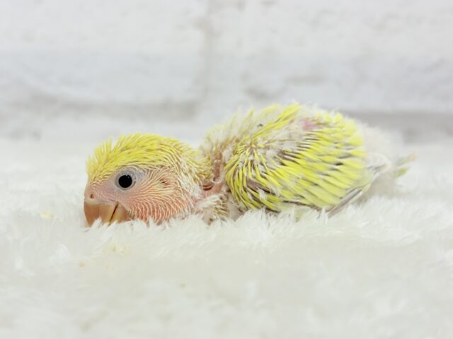ピュアピュア🍬フレッシュ果実🍋🫧コザクラインコ(ゴールデンチェリー) ヒナ コザクラインコ(小桜インコ)