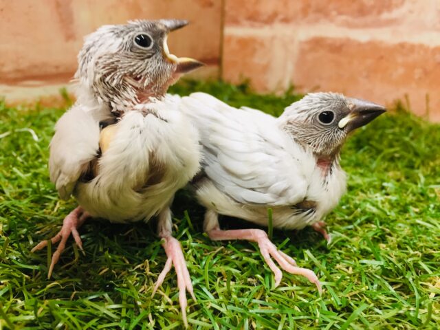 シルバー文鳥