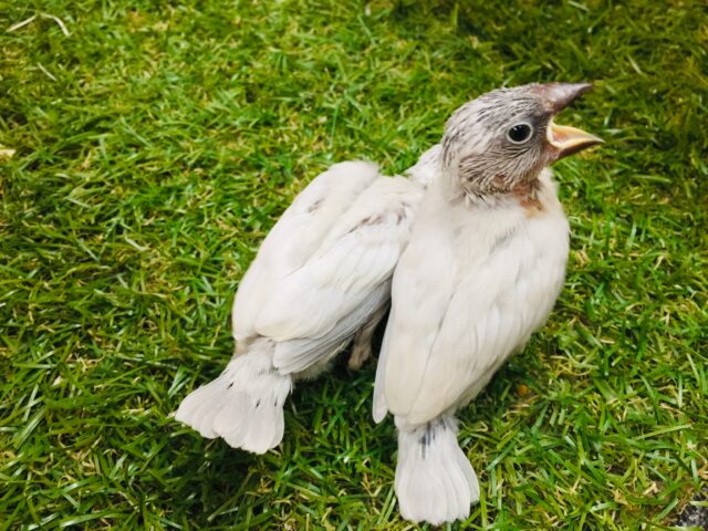 シルバー文鳥