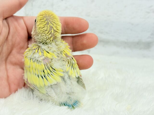ピュアピュア🍬フレッシュ果実🍋🫧コザクラインコ(ゴールデンチェリー) ヒナ コザクラインコ(小桜インコ)