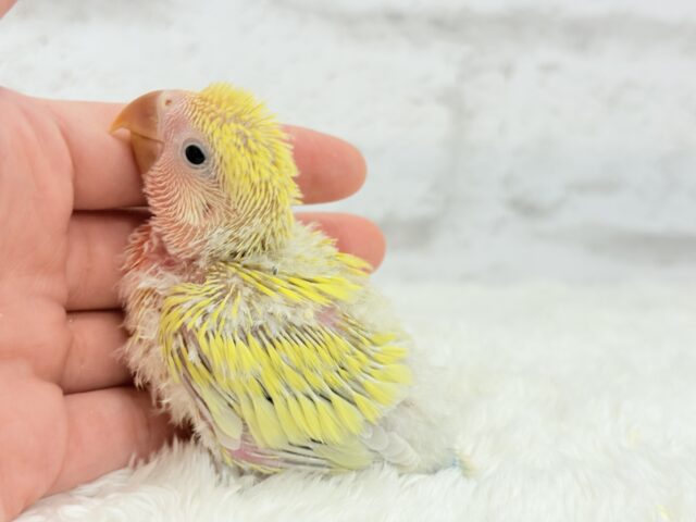 ピュアピュア🍬フレッシュ果実🍋🫧コザクラインコ(ゴールデンチェリー) ヒナ コザクラインコ(小桜インコ)