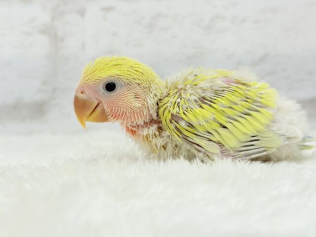 ピュアピュア🍬フレッシュ果実🍋🫧コザクラインコ(ゴールデンチェリー) ヒナ コザクラインコ(小桜インコ)