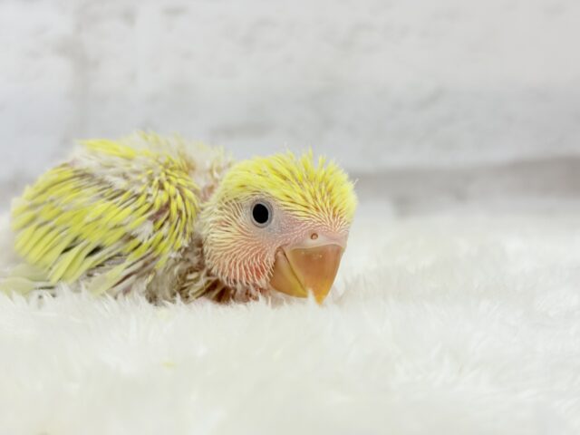 ピュアピュア🍬フレッシュ果実🍋🫧コザクラインコ(ゴールデンチェリー) ヒナ コザクラインコ(小桜インコ)